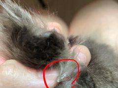 -PETKIT 小佩宠物·低压洗护·美容·寄养(安远店)