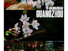 -中国科学院华南植物园