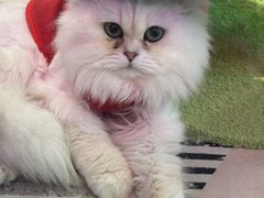 -大型宠物商超·宠海王国·宠物猫狗活体·用品·美容(新世界百货重庆店)