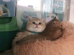 -糯米喵星人总部直营旗舰店·猫舍·幼猫出售