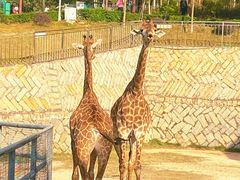 -泉州海丝野生动物世界