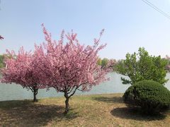 -石家庄市植物园