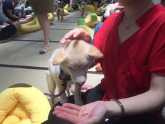 -逗柴咖啡屋·狗咖猫咖宠物桌游