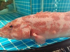 -百富源·海鲜辽菜(张士店)