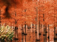 -白鹭湾湿地公园