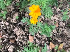 -合肥滨湖国家森林公园