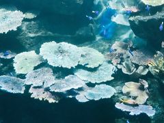 景点-暹罗海洋世界