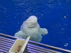 -秦皇岛乐岛海洋王国