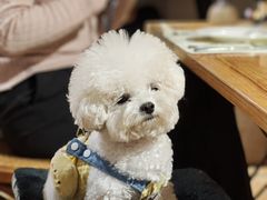 -沏点Trattoria意大利餐厅(新街口店)
