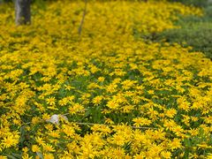 -洱海月湿地公园