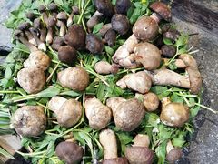 -大理董·董家小厨野生菌火锅(古城旗舰店)