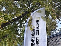 -三里屯东五街银杏大道