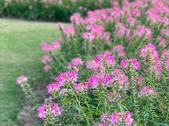 -春花秋色城市公园