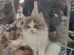 -桂林市花鸟市场