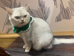 -滚猫咖啡·猫咖·猫友好撸猫(未来城店)