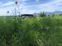 -野鸭湖国家湿地公园