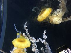 -新加坡海洋生态馆