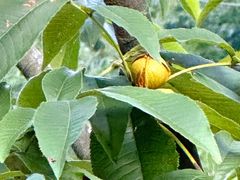 -东天目山风景区