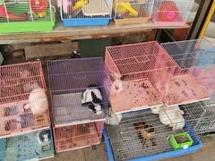 -中环花鸟鱼虫市场