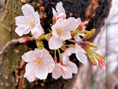 -武汉大学-樱园