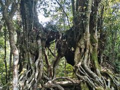 -云南屏边大围山国家公园