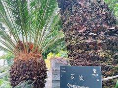 -深圳仙湖植物园