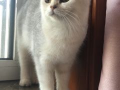 -瑞派长江宠物医院·猫科·外科·24小时夜护(谊城公寓分院)