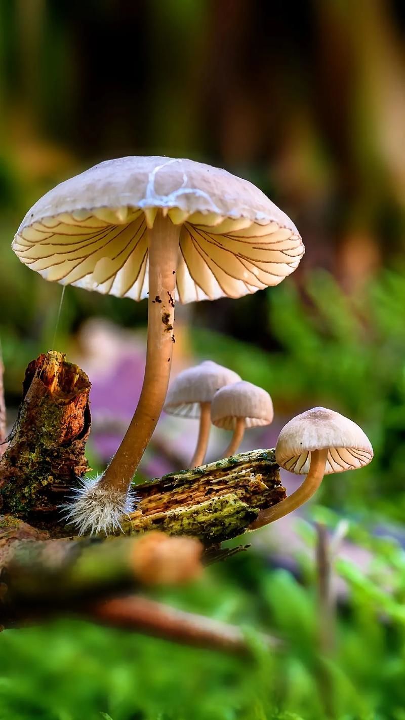 又是一年吃菌季 正当季的各种菌菇,营养