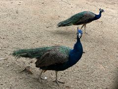 -深圳野生动物园