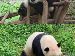 -云南野生动物园