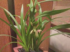-南堂小馆·川菜馆(德商国际店)