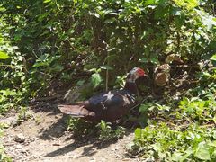 -涵家味土菜馆·徽州一绝臭鳜鱼(三河古镇店)