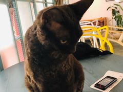 -喵屿·大理花园猫咖