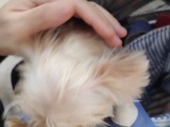 -美联众合动物医院·24h转诊中心