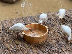 -广州长隆野生动物世界