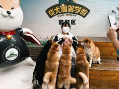 -柴犬高等学院·狗咖·柴犬售卖·宠物训练