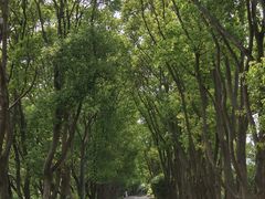 -同里国家湿地公园