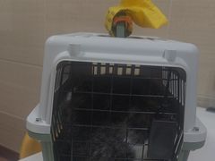 -北京观赏动物医院·24小时大型综合·猫专科·异宠专科