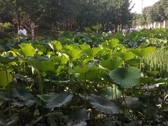 -莲湖公园