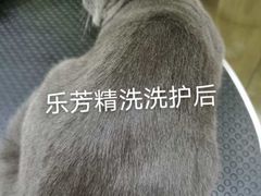 -汪小喵宠物·戴维斯乐芳希施宠馨宝皮毛调理洗护店