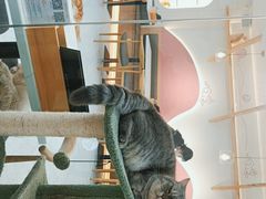 -喵园·猫主题咖啡厅·撸猫·猫咖(国贸店)