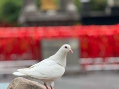 -巴公房子