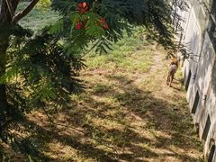 -泉州海丝野生动物世界