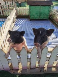 -萌宠亲子动物乐园(槐房万达店)