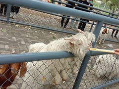 -长白岛森林公园