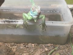 -上海大自然野生昆虫馆(东方明珠·爬宠昆虫探索中心)