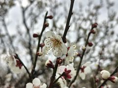 -香雪海