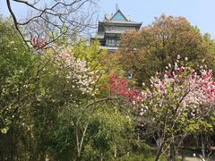 -金鸡湖桃花岛