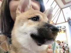 -豆柴町-柴犬主题狗咖(红鼎国际C座店)