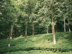 -龙头寺公园